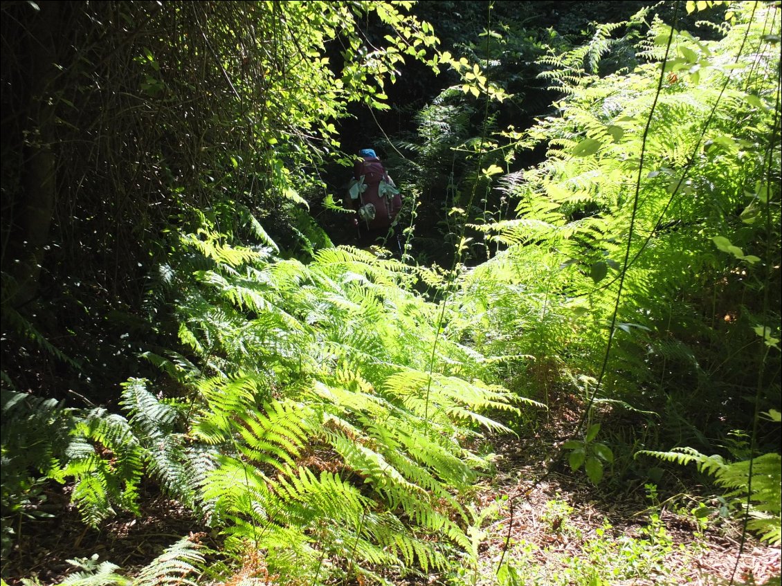 denses les forêts de La Palma !