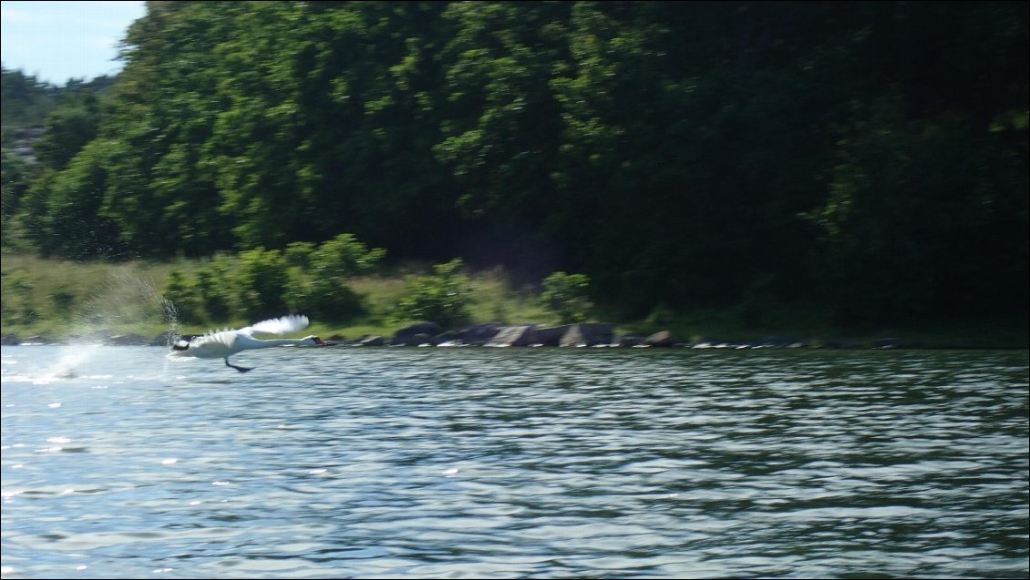 Cygne au décollage