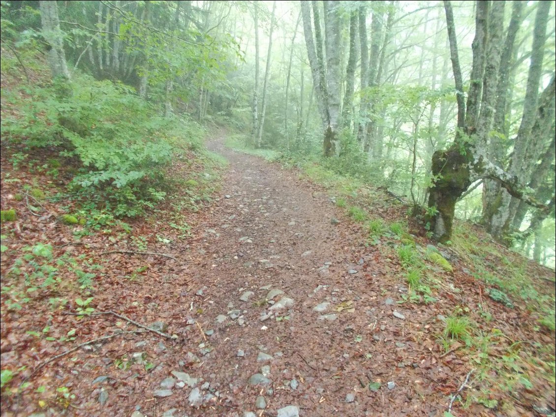 Passage agréable en sous bois.