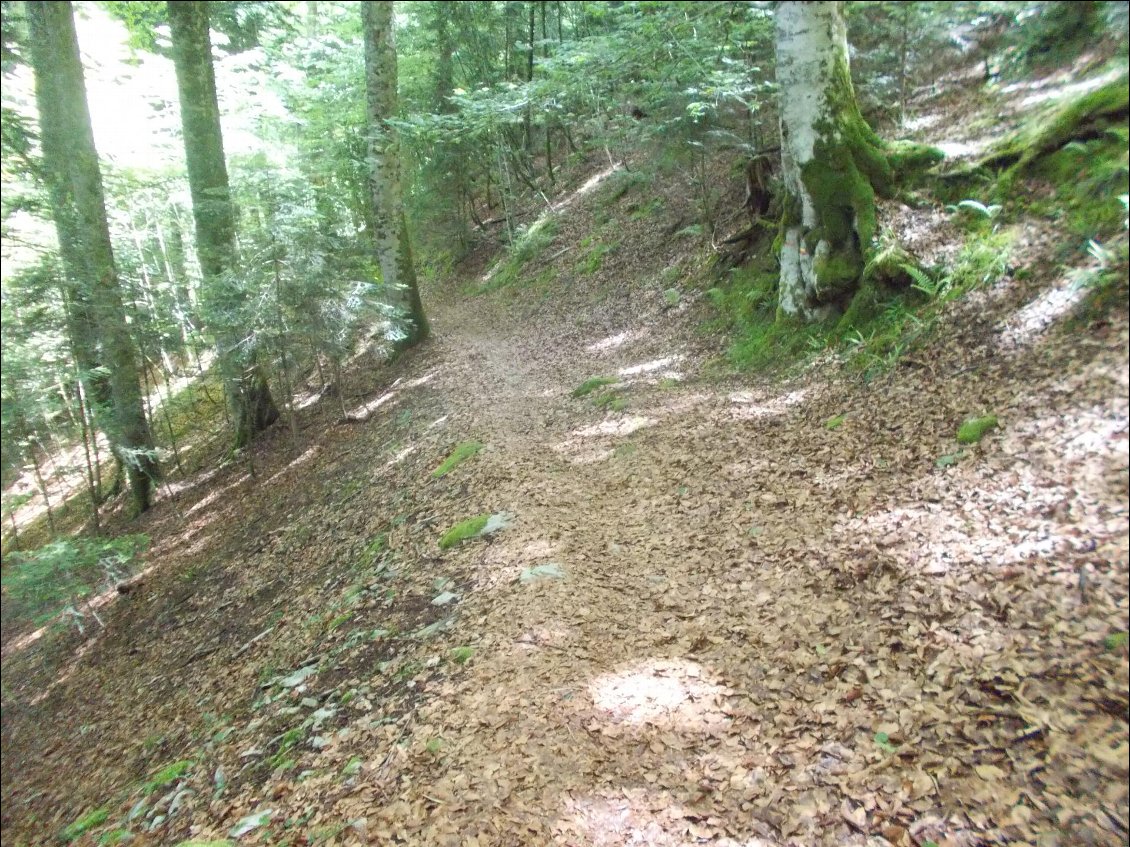 La descente tortueuse dans la forêt sera longue...