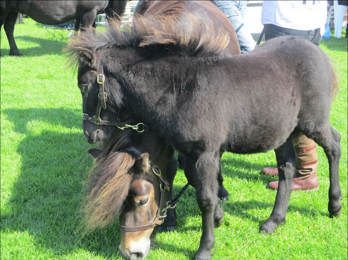 Voici les nouveaux véhicules de fonction de la brigade des remplaçants de la circo. Ça aurait de la gueule si on arrivait en calèche tractée par deux poneys shetlands, vêtu d'un kilt et au son de la cornemuse de surcroît. Je vais faire une demande à la rentrée ...