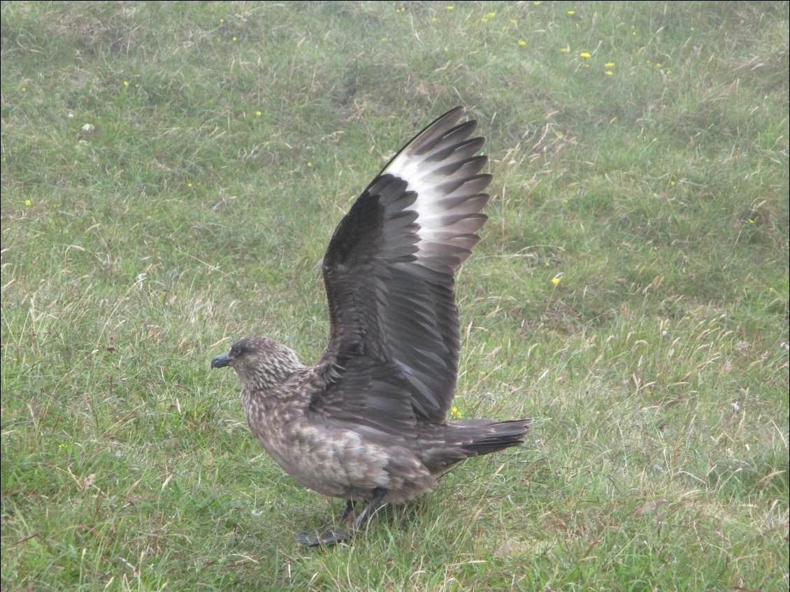 La pointe est une zone de nidification du Great Skua ou grand labbe. Il y a aussi beaucoup de gannets (fou de bassan). Mais aussi ...