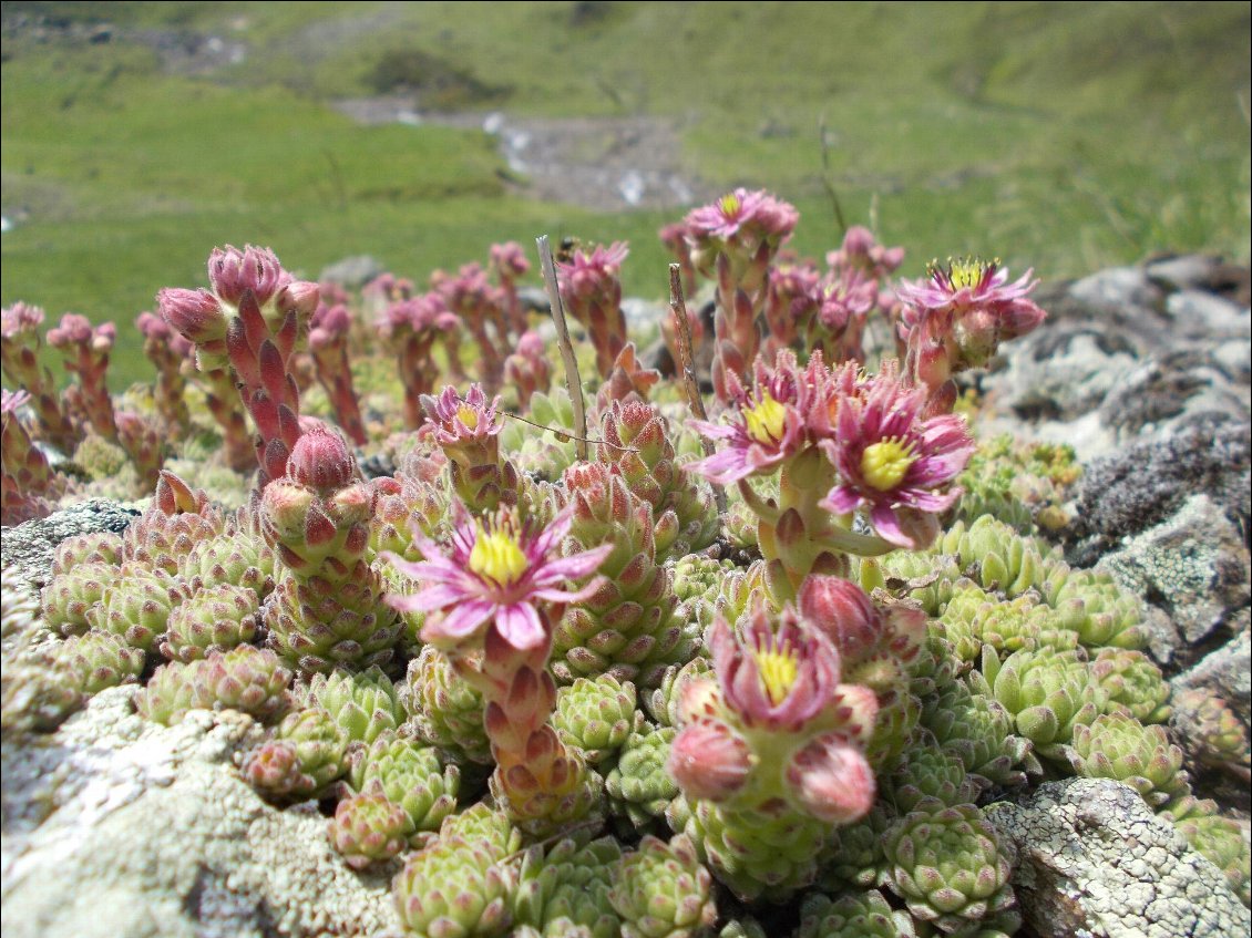 Magnifique plantes, sorte de succulentes, poussant à même la roche.