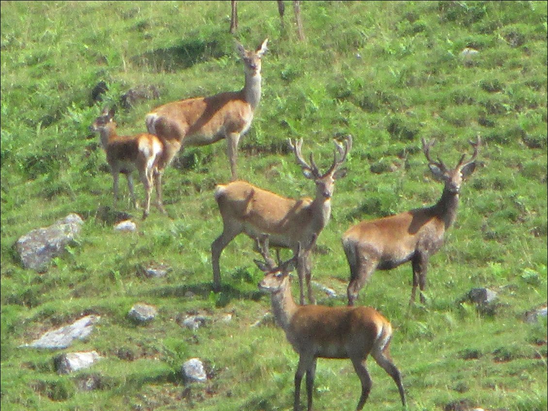 J'ai rencontré John Deer ... ou plutôt ses cousins red deers. Là, c'est le moment où ils ont capté ma présence.