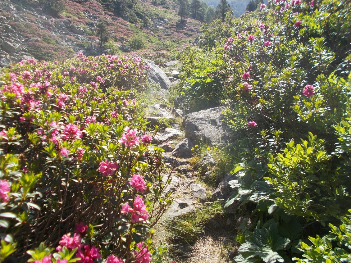 Rhododendrons, spectateurs de Tour de France : même combat !