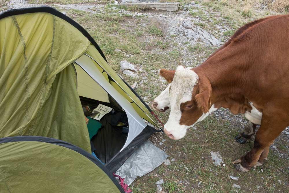 Les vaches sont sortie de leur parc et nous rendent visite.