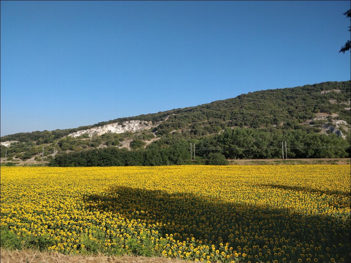 Avant d'arriver sur Pierrelatte, les champs de tournesol sont magnifiques de bon matin