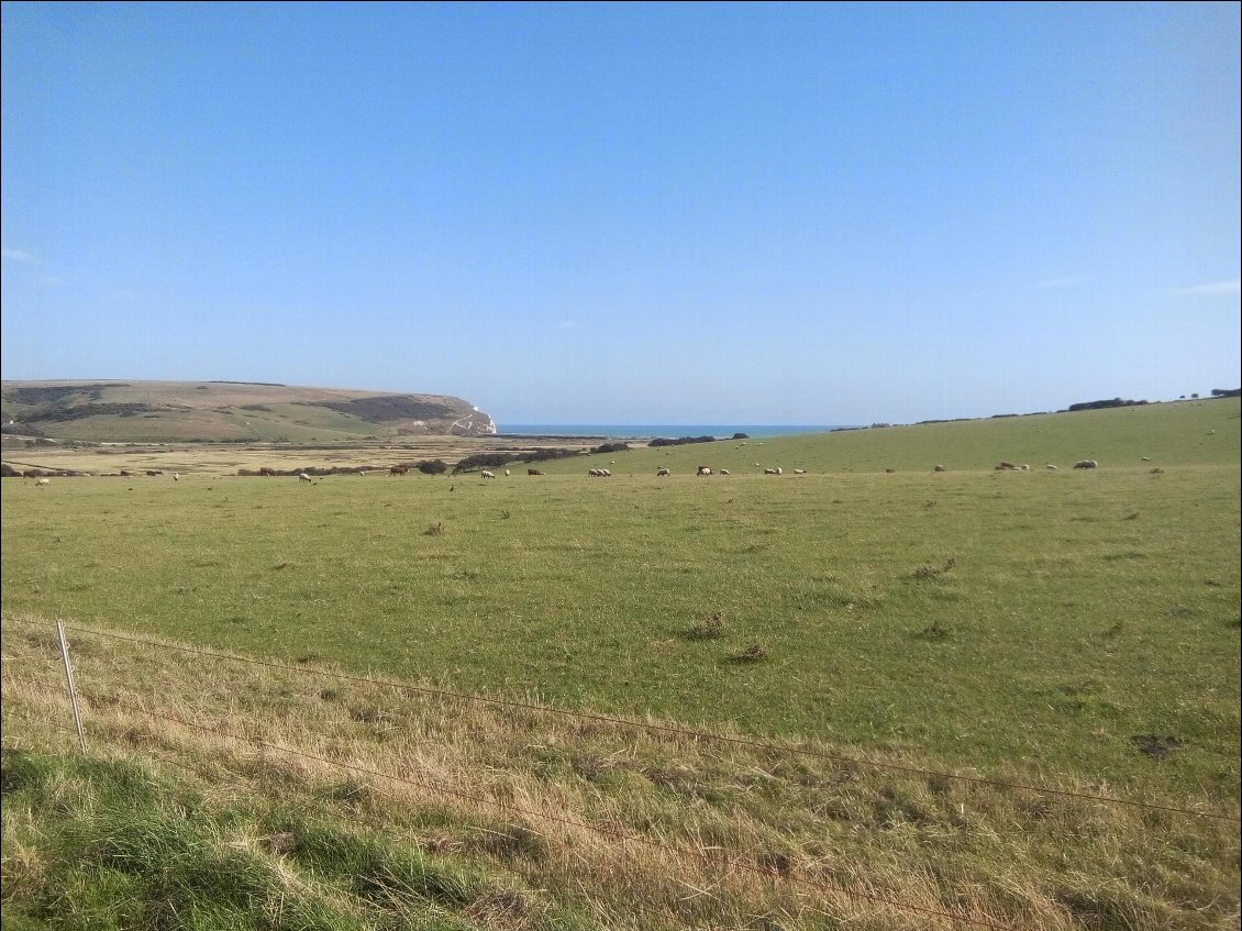 Veaux et moutons paissent en paix.