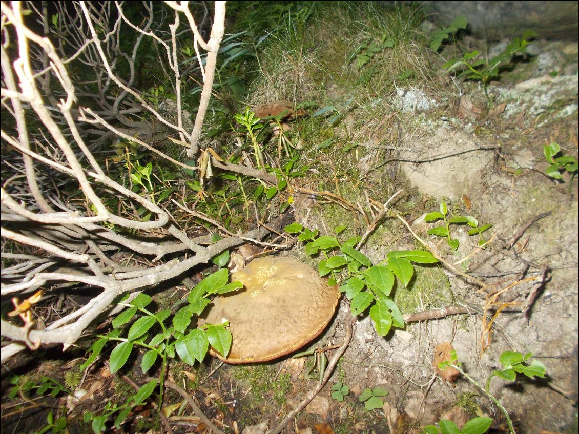 Cèpes dans la lumière de la frontale.