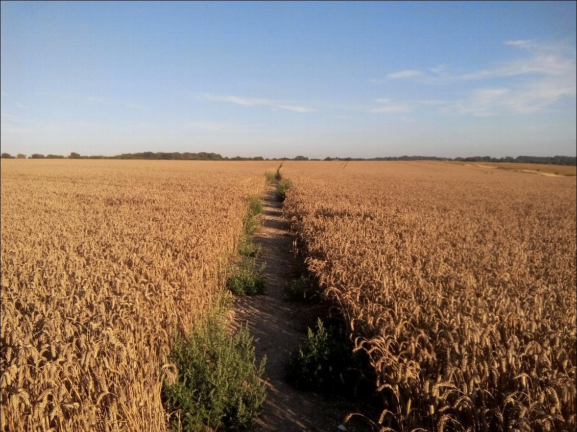 Le chemin de la via Francigéna entre Canterbury et Dover.