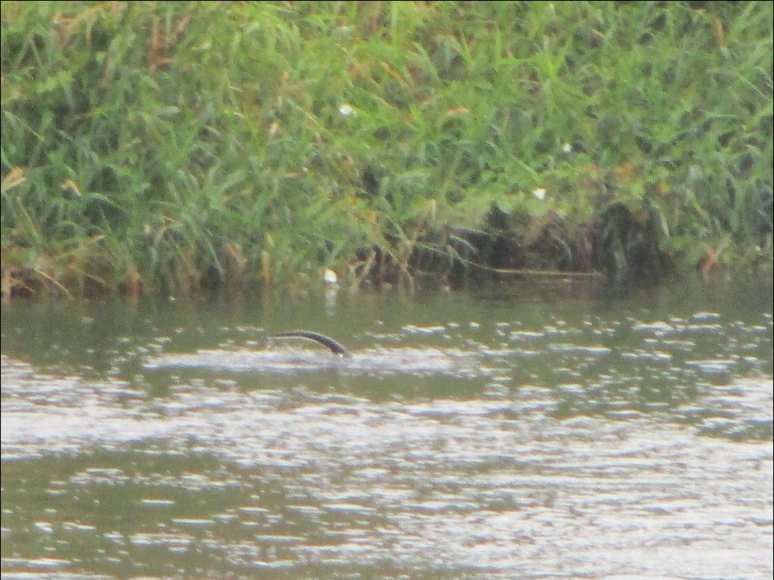 Hé, mais c'est quoi dans l'eau ?