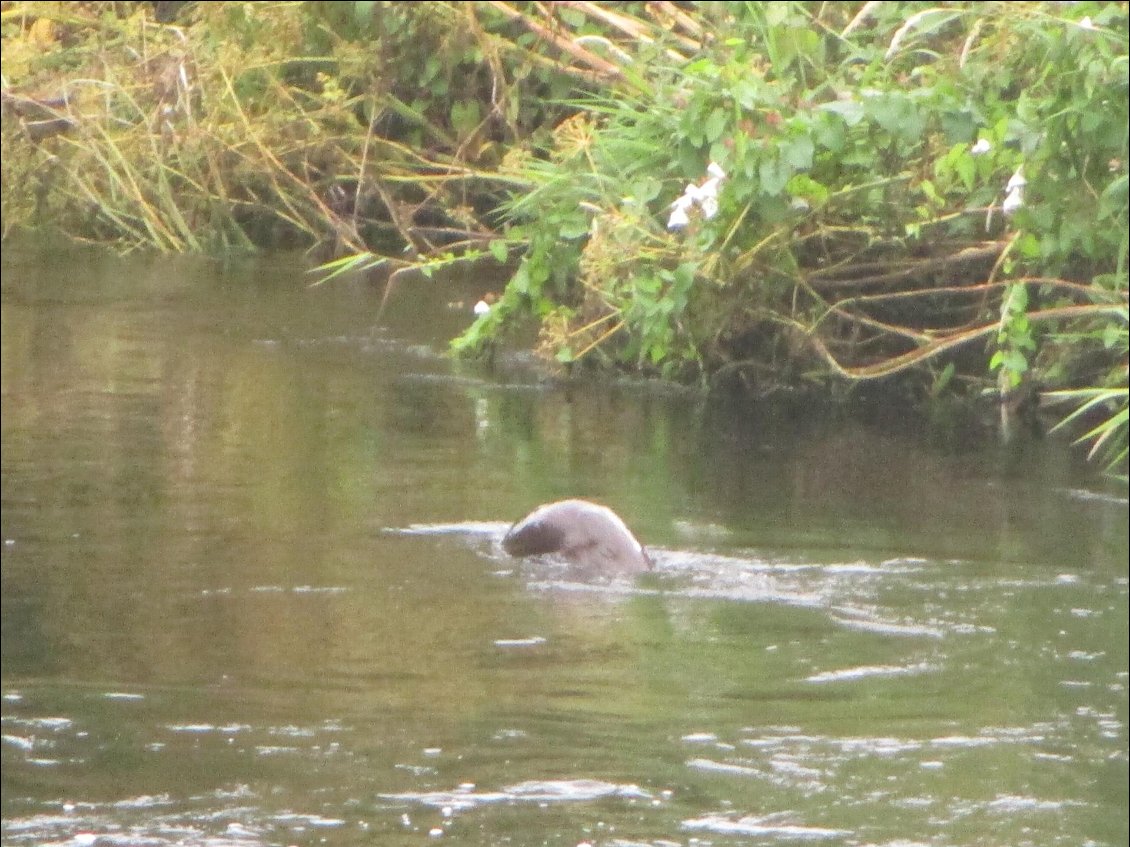 C'est pas vrai une 2ème loutre à quelques kilomètres de la première, c'est byzance aujourd'hui ! Là aussi, les photos ne sont pas terribles. Tant pis, surtout pour vous, car pour moi les images sont encore très claires dans ma tête.