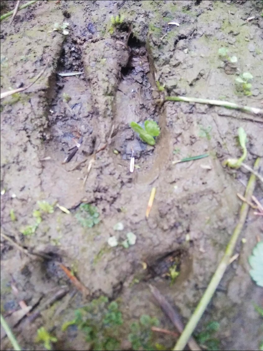 Trace de cerf au bois dur. 