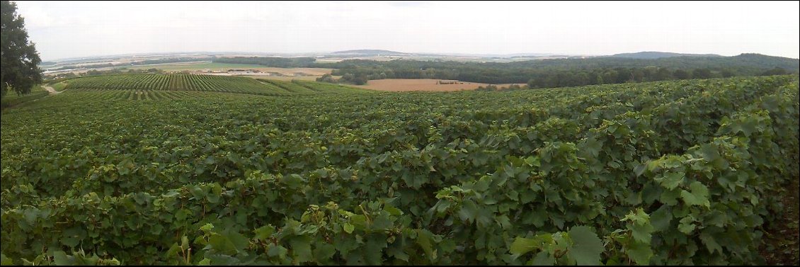 Vignes de campagne.