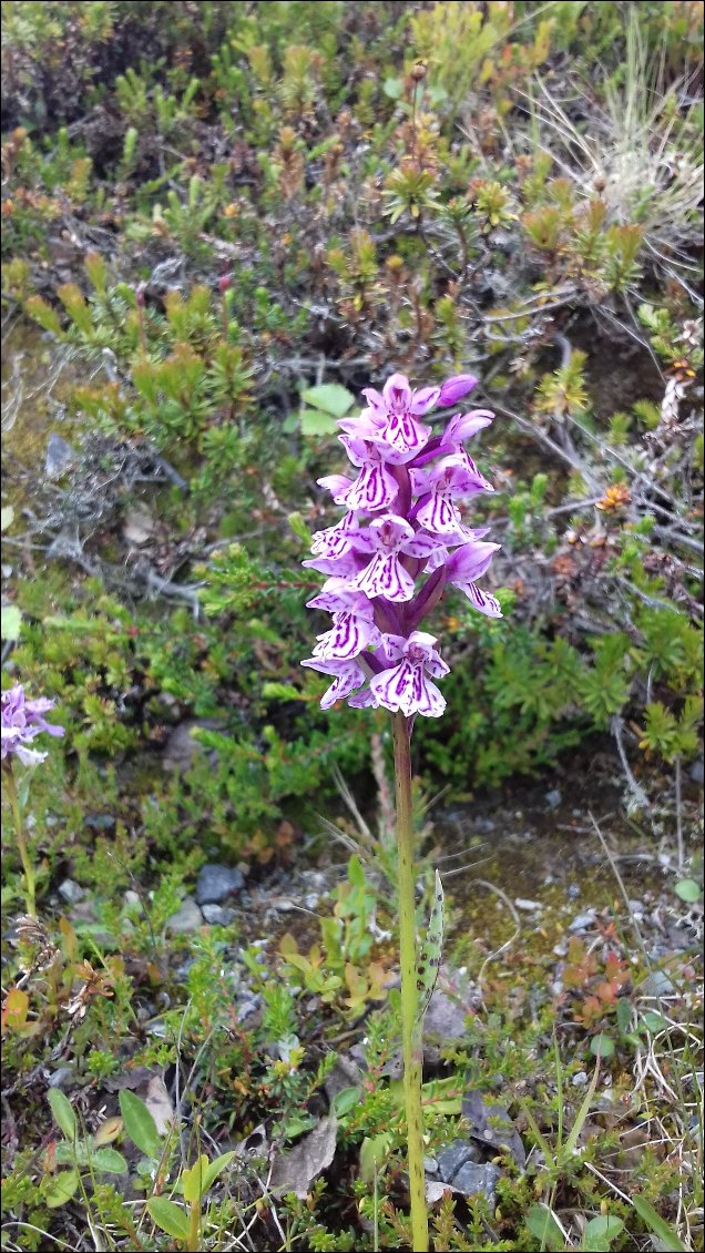 Orchidée sauvage