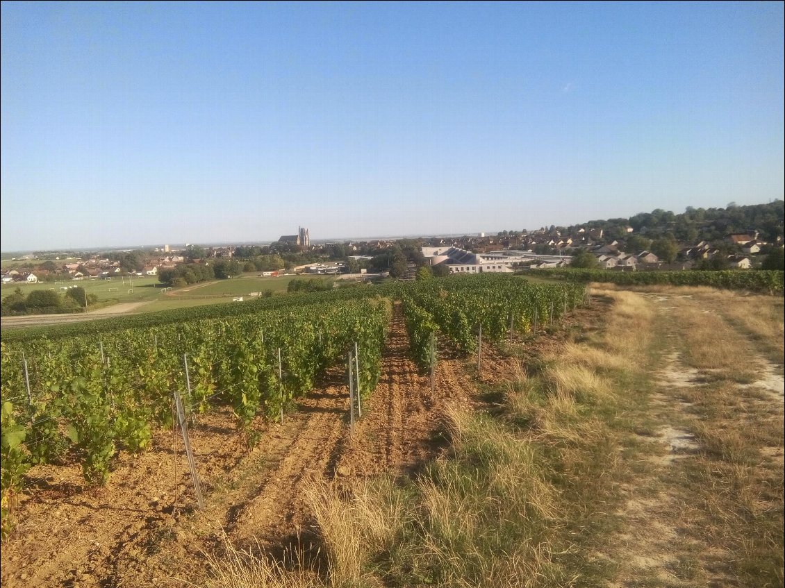 Encore dans la vigne champenoise.