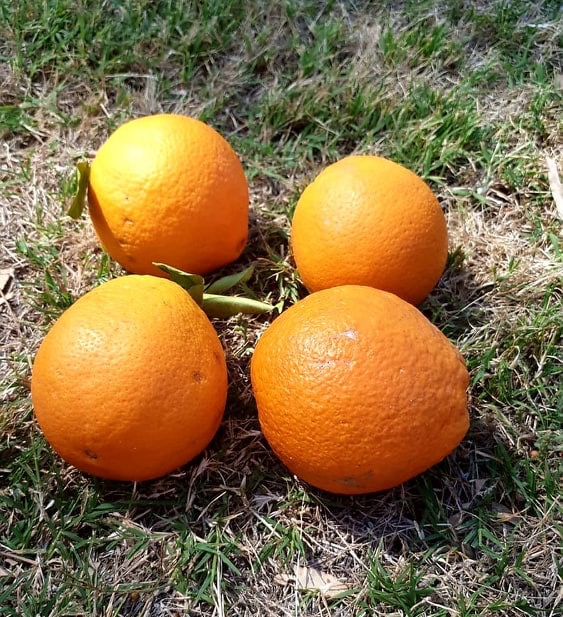 Si nos yeux n’ont eu de plus grand plaisir que les eaux claires des côtes sardes, nos papilles, elles, n’ont fait de plus belle rencontre que ces quatre grosses oranges du petit verger de San Priamo !