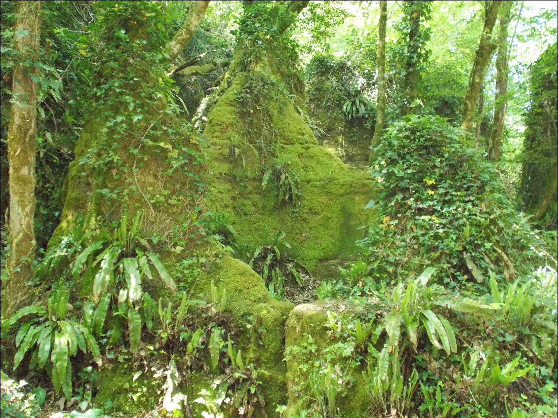 Jungle Amazonienne ? Non, voie verte ! 