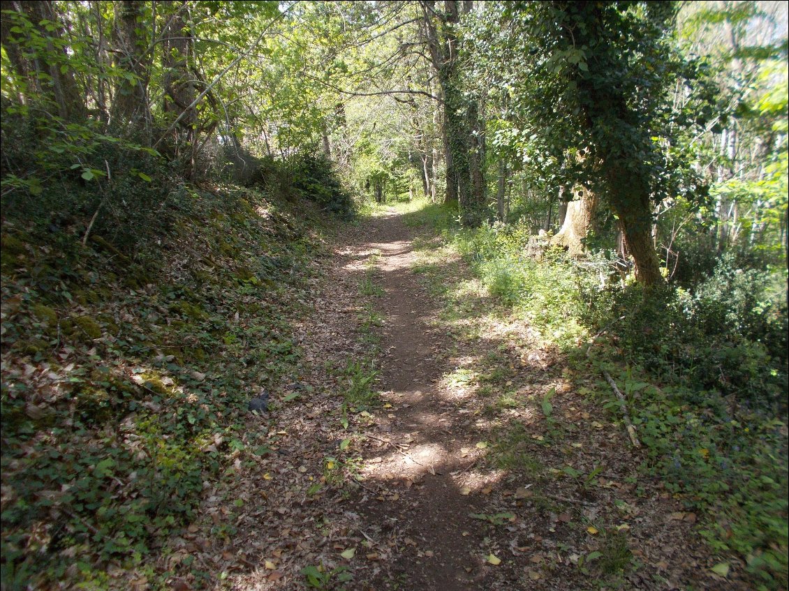 Un chemin boisé comme je les aime.