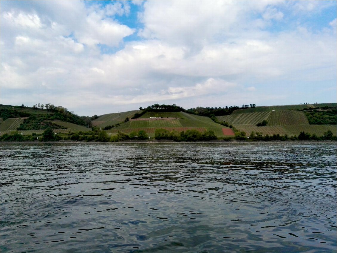 Vignobles aux environs de Nierstein (DE)