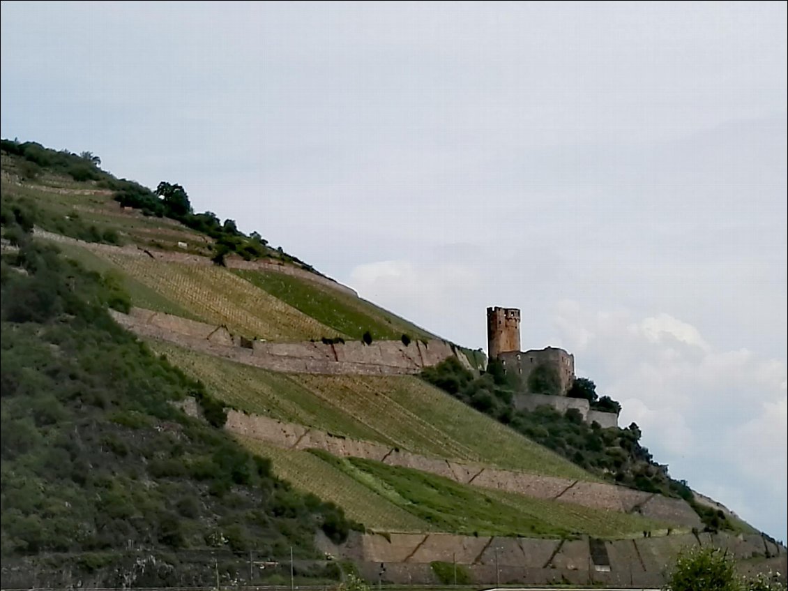 Ruines du château d'Ehrenfels. Rüdesheim am Rhein (DE)