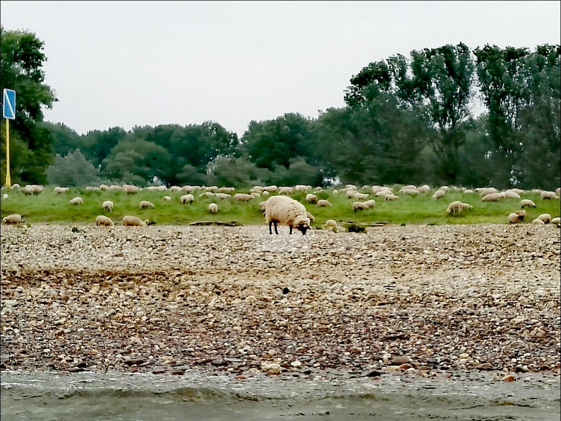 Pâturages sur les rives du Rhin