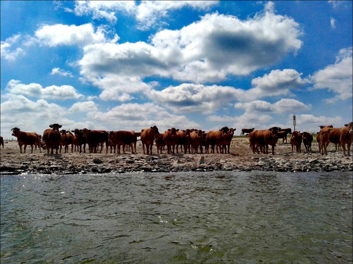 Troupeau de Vaches Volgelsberger