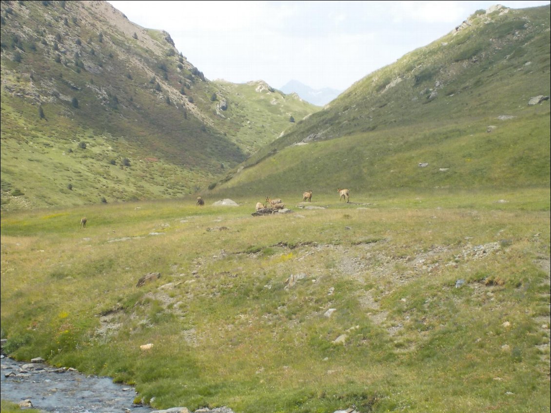 J9. Rencontre d’isards en chemin, ils étaient jeunes et peu farouches.