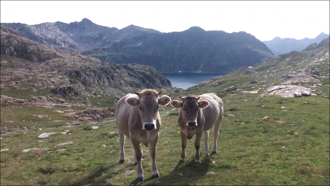 J19. J’ai eu un moment complicité avec ces deux veaux qui m’ont observé de près pendant ma pause. En arrière plan le lac de Certascan.