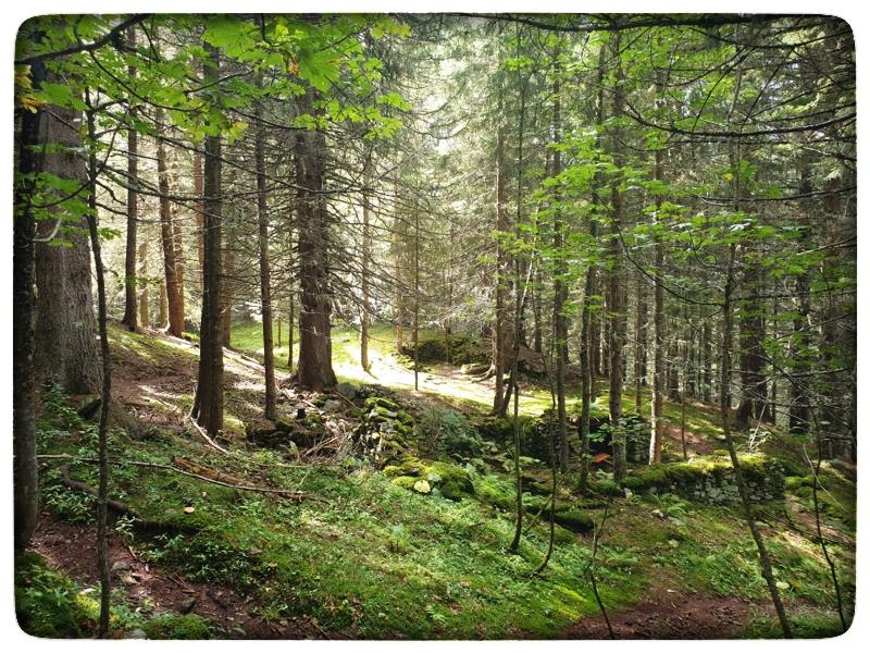 Sous-bois ensoleillé