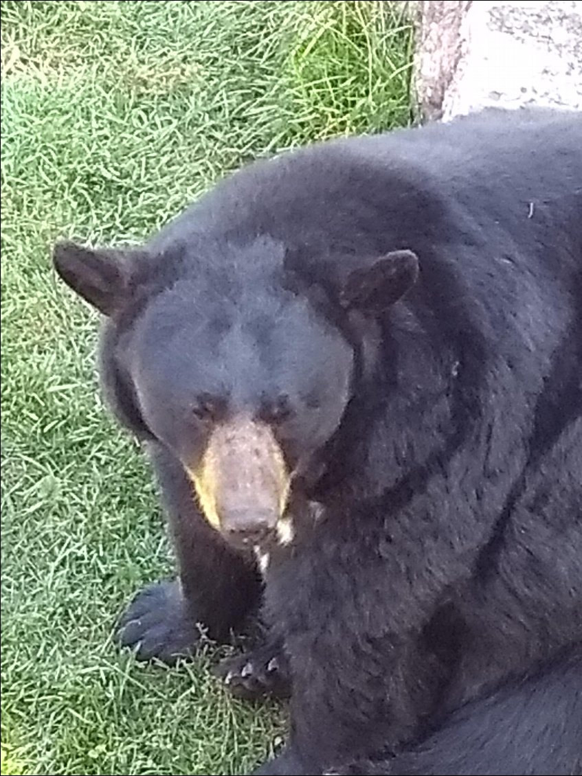 L ours noir du Québec est venu pour la photo!