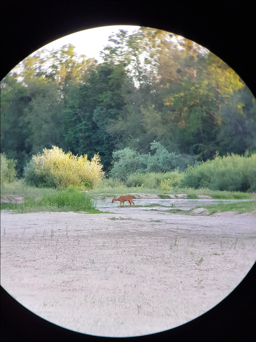 Visite d'une biche dans la soirée, à travers les jumelles