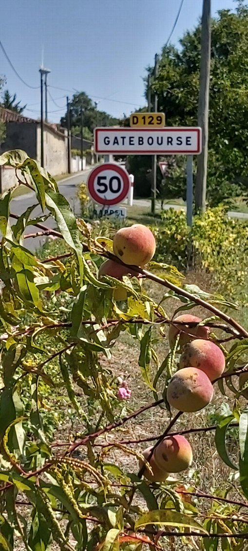 fruits grapillés à profusion