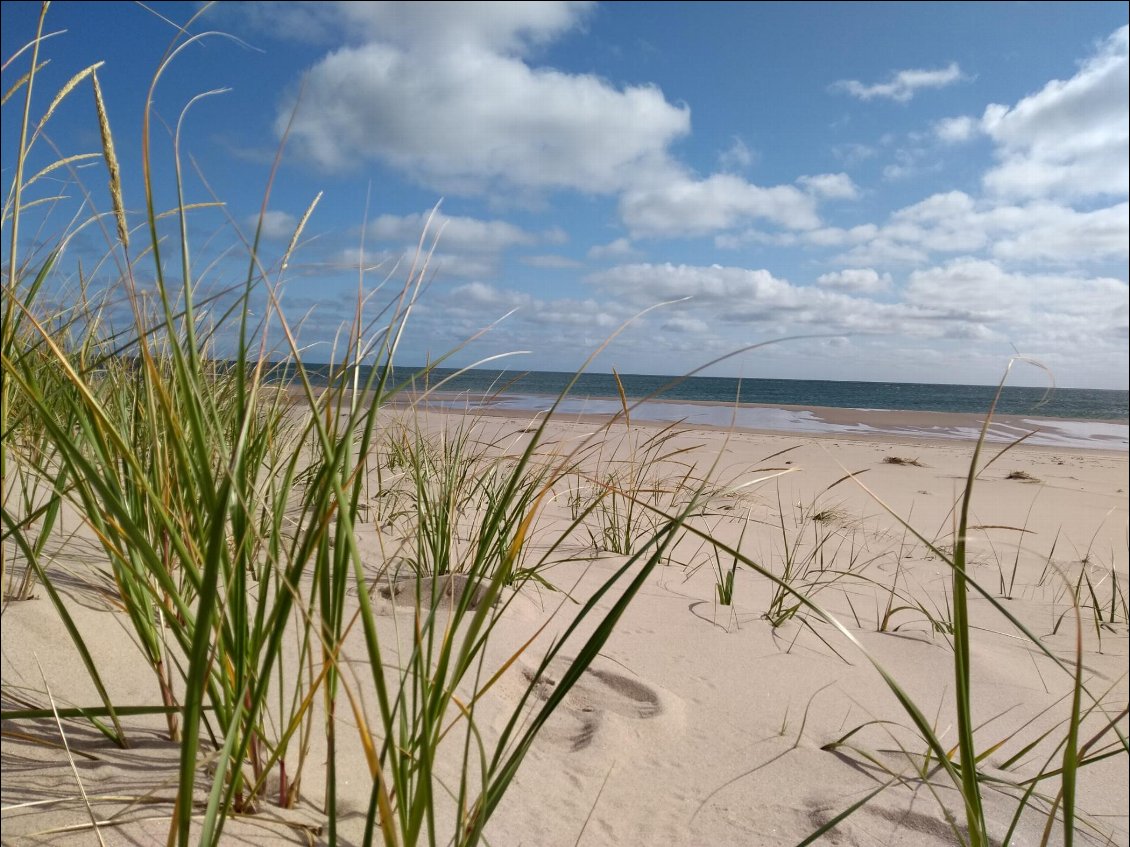 je n'ai rencontre que des pluviers siffleurs sur la plage!