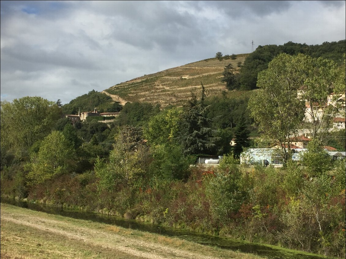 Le vignoble de condrieu