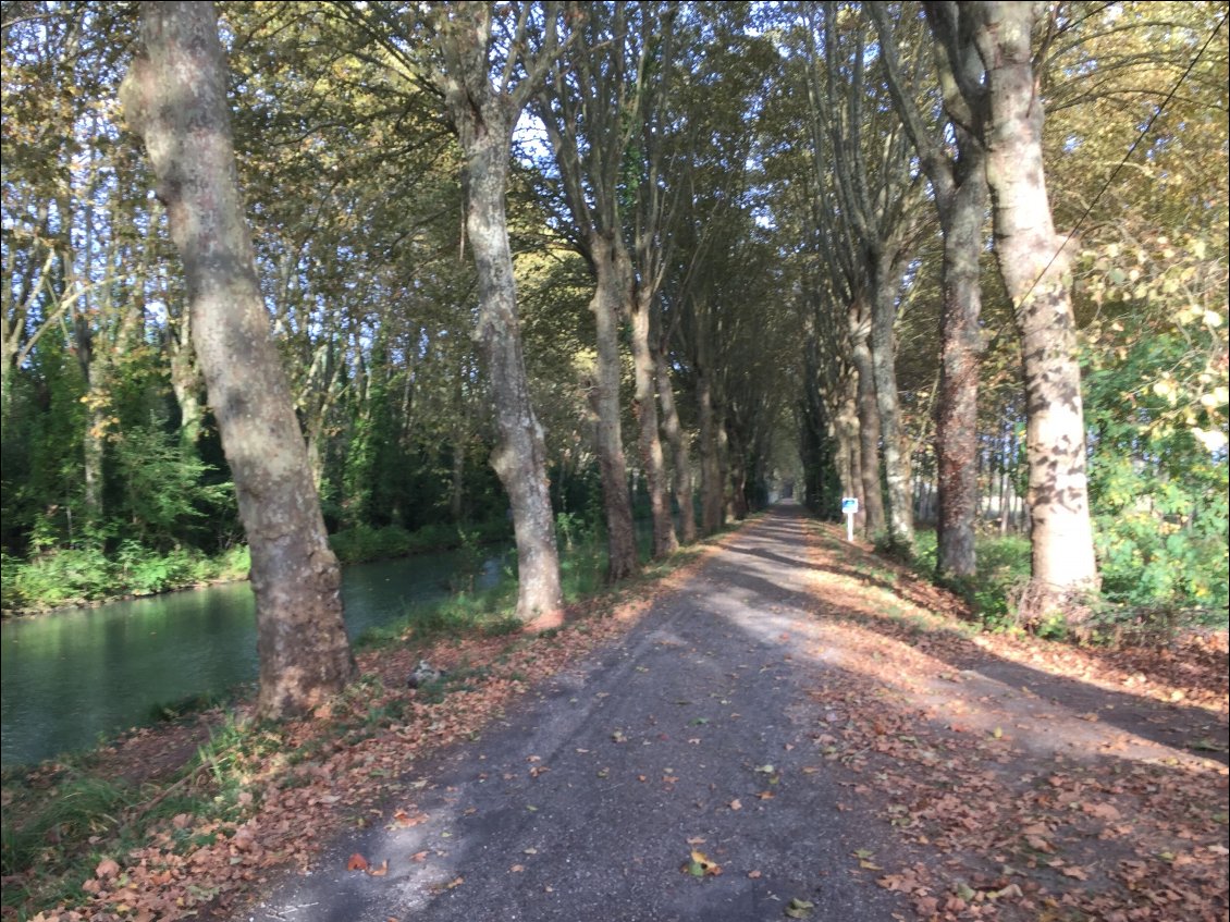 Sur ce tronçon les platanes sont conservés