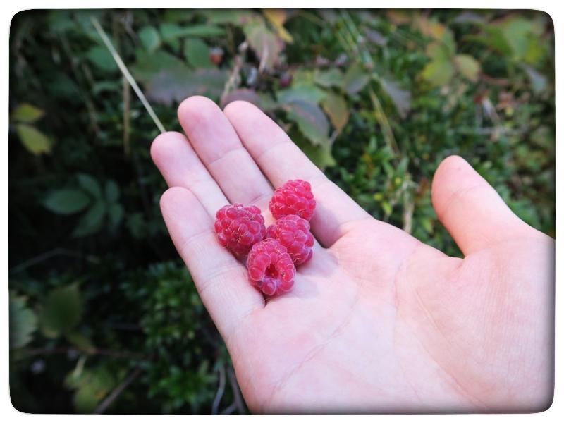 Framboises