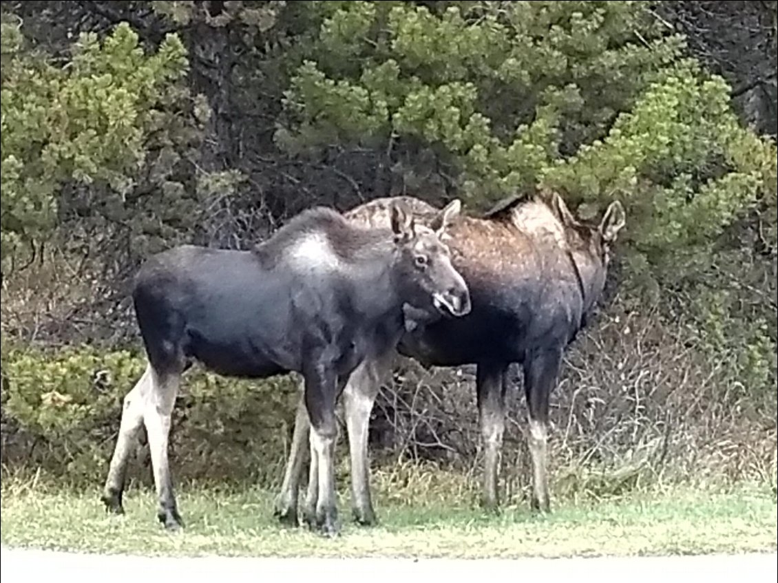 2 jeunes orignaux curieux et intrépides au lac Maligne.