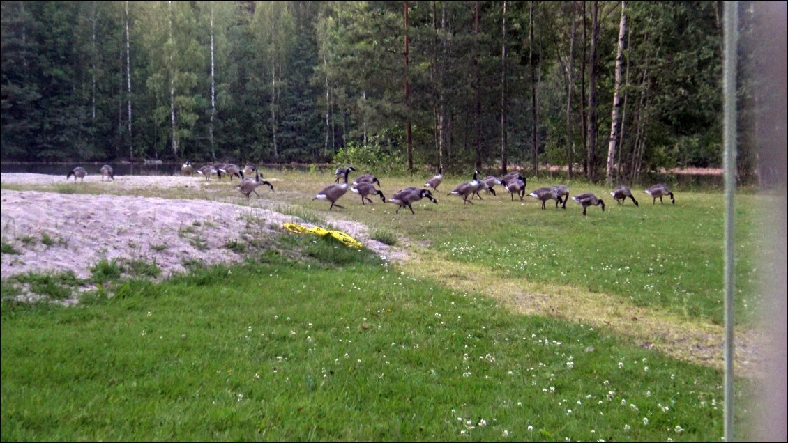Le dernier soir sur ce bivouac, ce sont les bernaches qui viennent picorer le moindre souvenir qui pourrait persister.