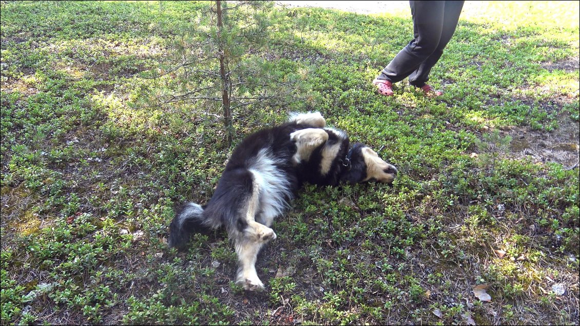 Cette rencontre c'est pour moi une révélation. Je n'avais jamais encore discuté avec ce chien dont j’espérais tant faire la découverte.