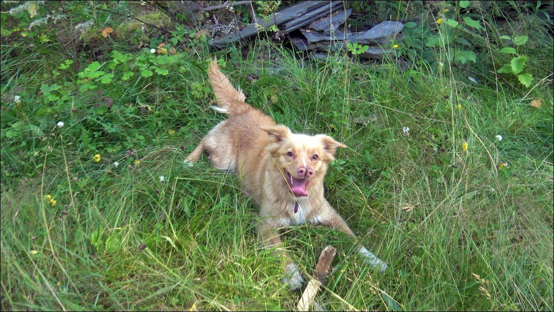 Juha est passé nous voir un ptit quart d'heure avec sa chienne qui carbure à la folie, il est d’astreinte et ne peux venir que nous saluer, cependant il avait bien prévu de nous laisser tranquilles pour profiter du lieu, c'est une notion implacable en Finlande.
Il doit aussi nous quitter parce que Killikuli se blesse le dessous de la patte et qu'il envoi des gouttes de sang partout !