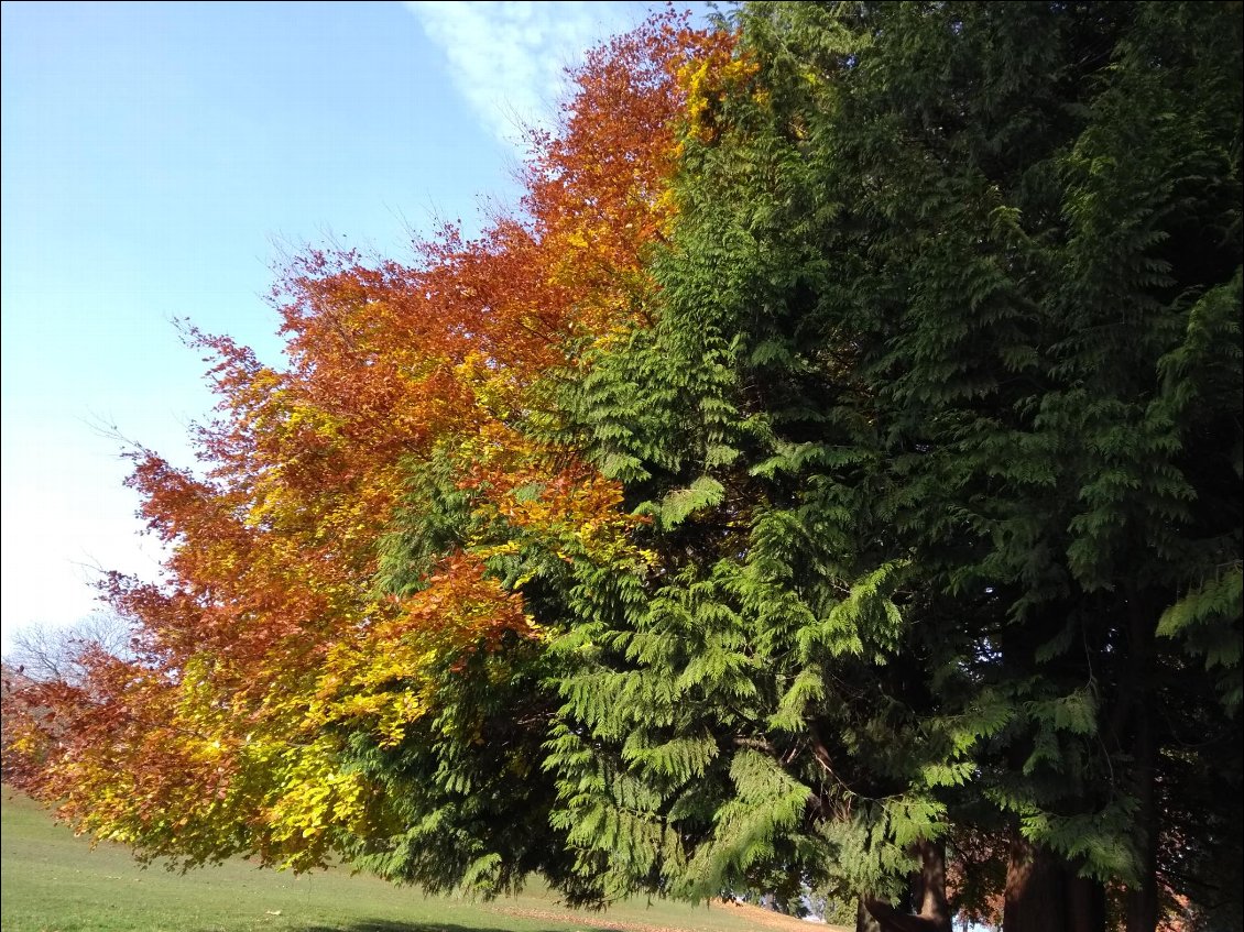 Dernières couleurs d'automne