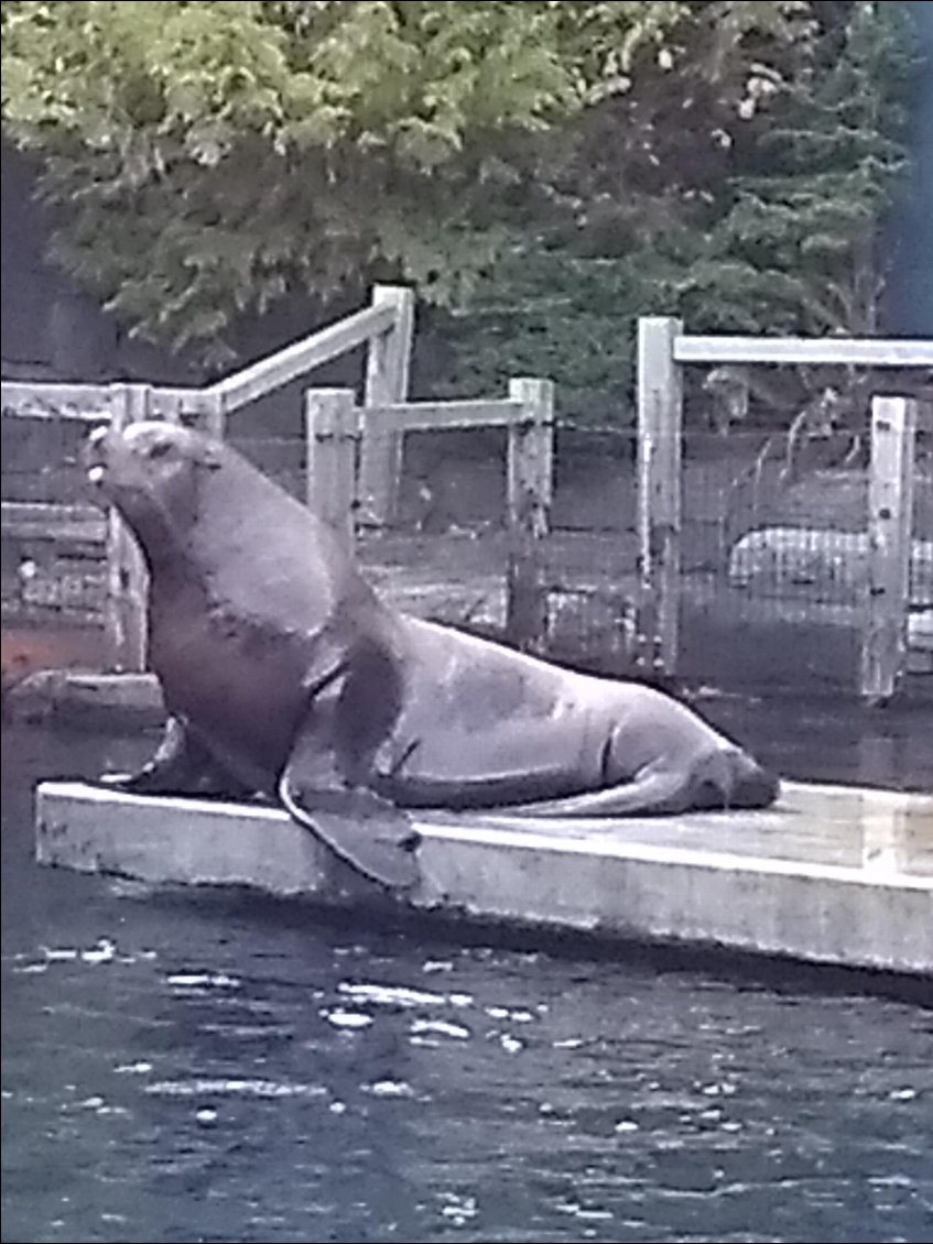 A l'aquarium de Vancouver.