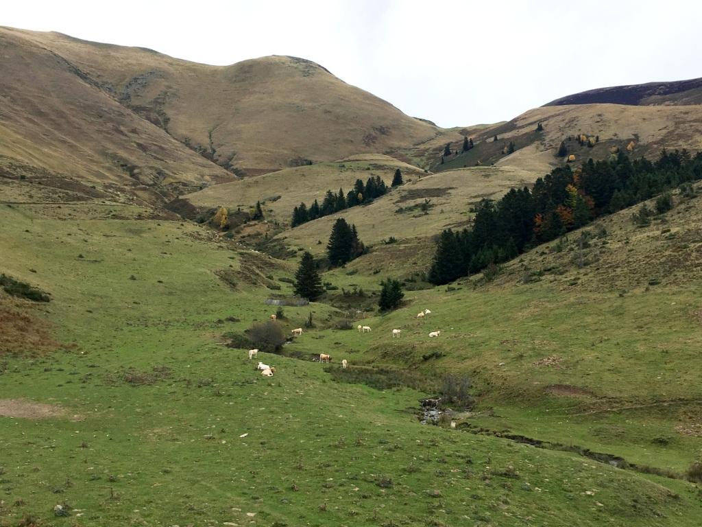 Pâturages près de Salode