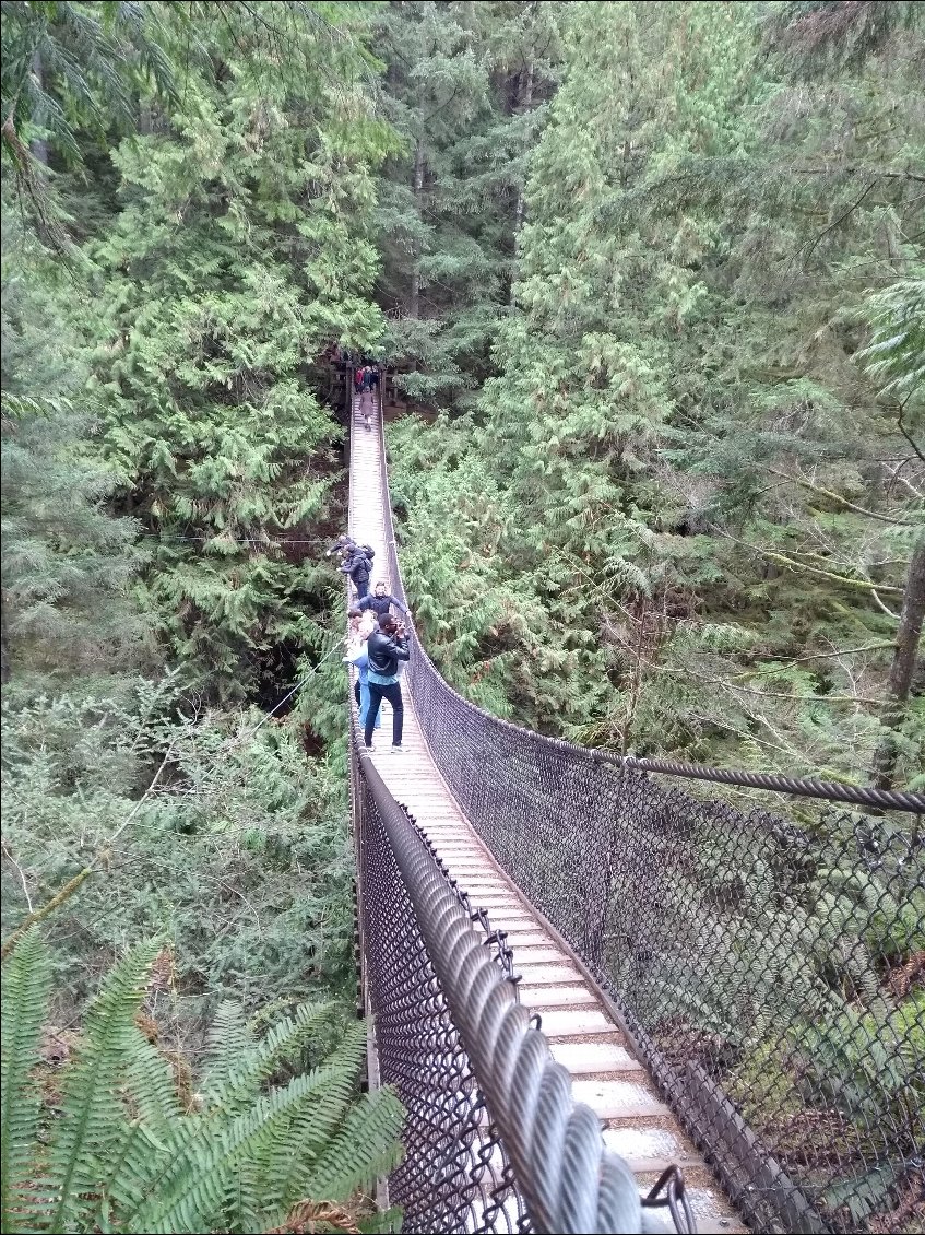 Mardi 5 nov: Lynn canyon.