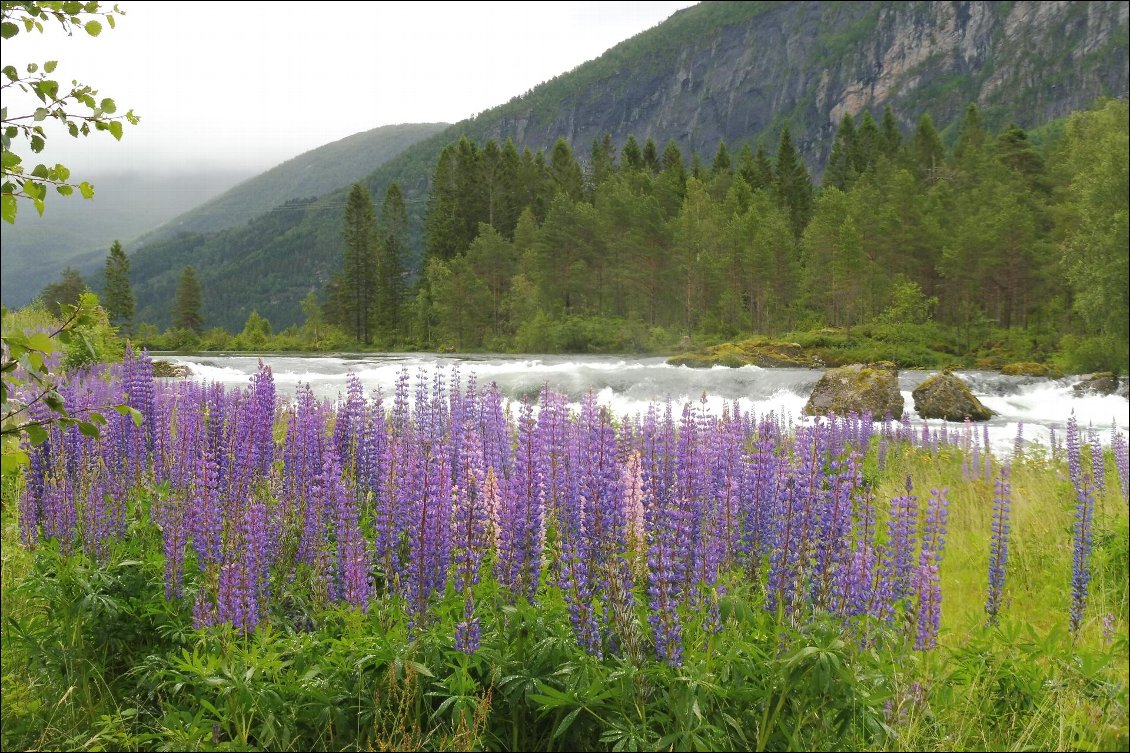 Les lupins souvent présents le long des routes.