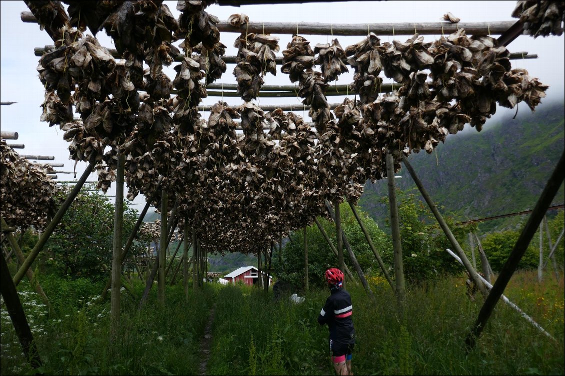 Séchoirs à poissons sur lesquels il ne reste que les têtes.