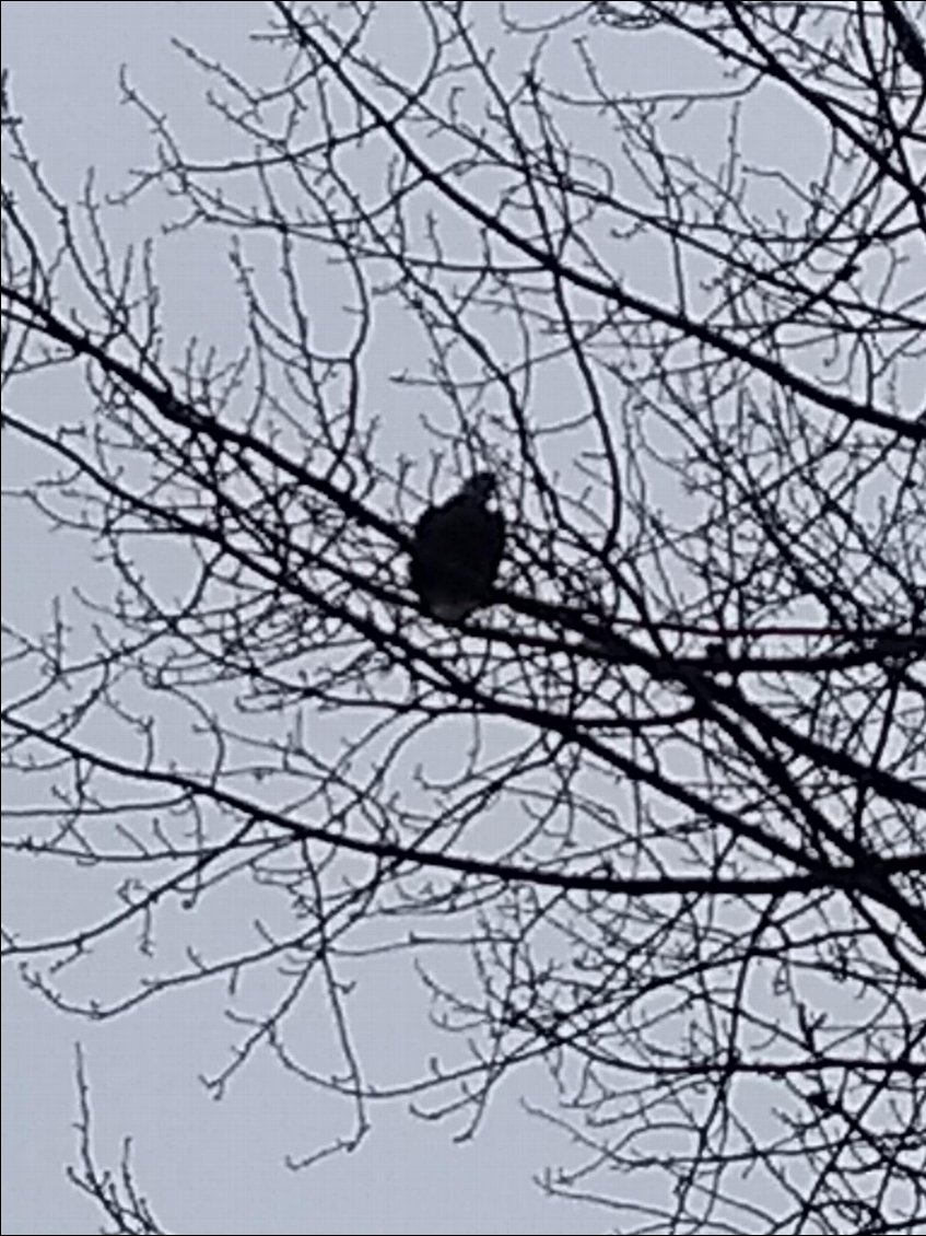 Il y avait 2 aigles..... comme celui que tu as fait en chocolat Aubin !