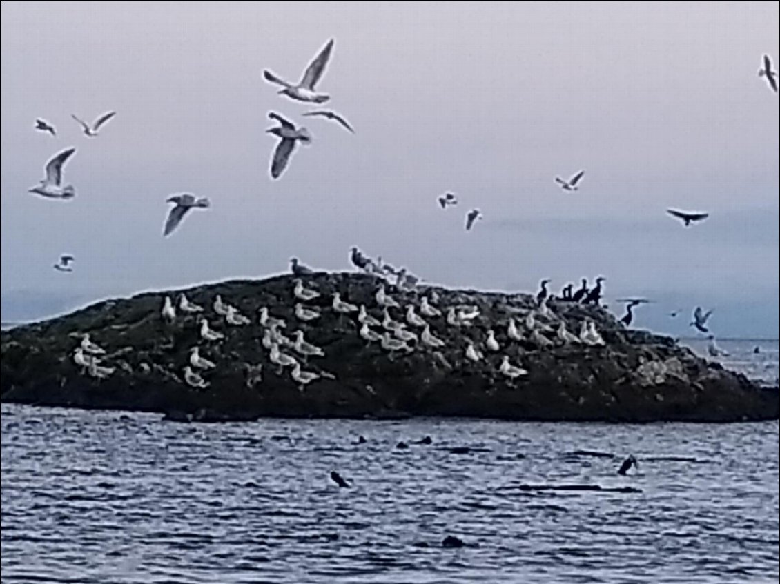 Autour de Victoria, une multitude d'îles