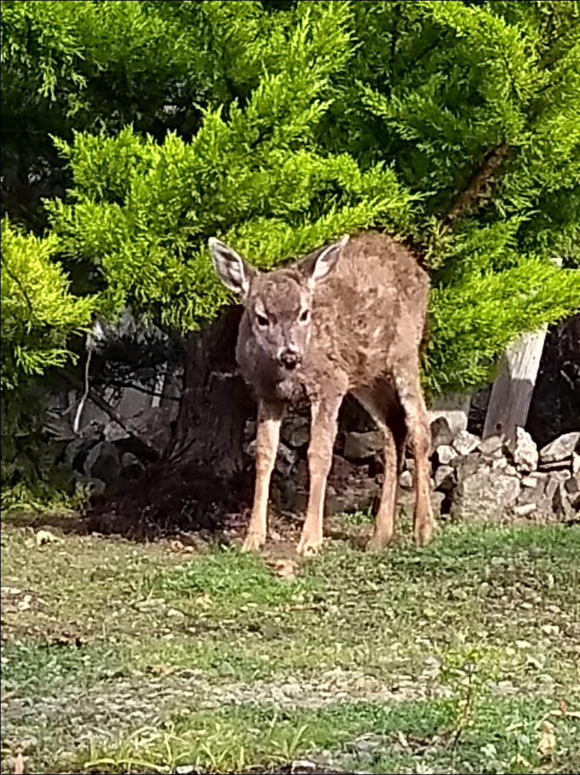 Il y a des chevreuils et des totems dans la plupart des jardins à Victoria.